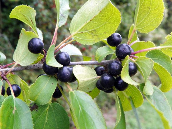 Common or Purging Buckthorn