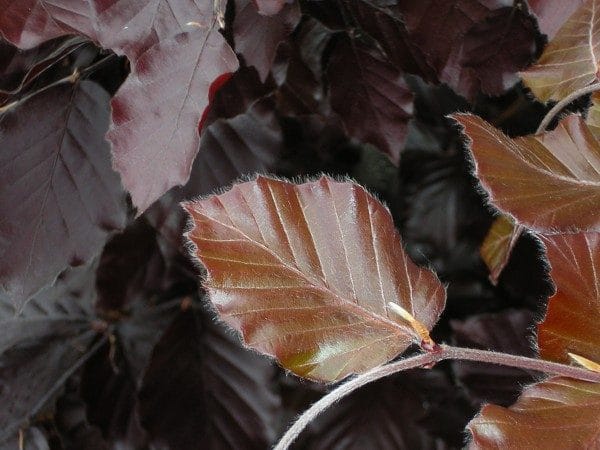 Purple or Copper Beech
