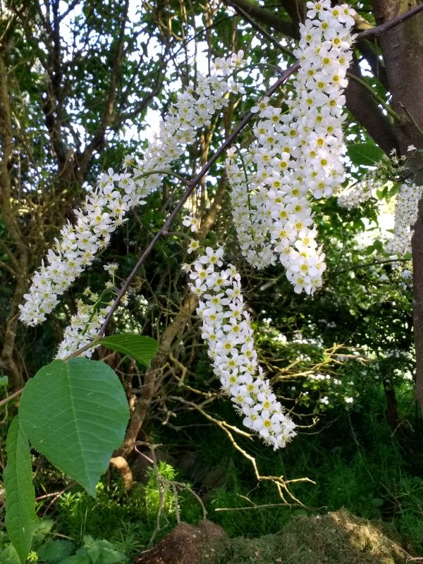 Bird Cherry (Prunus padus)