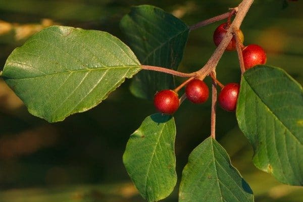 Alder Buckthorn (Rhamnus frangula or Frangula alnus)