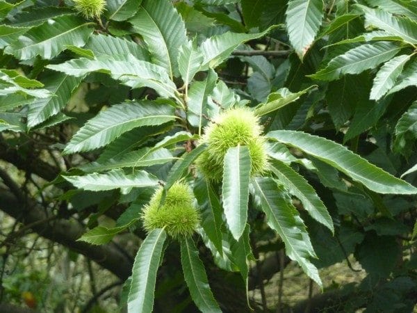 Sweet Chestnut