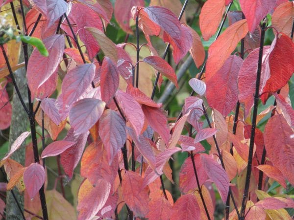 Dogwood, Black stemmed
