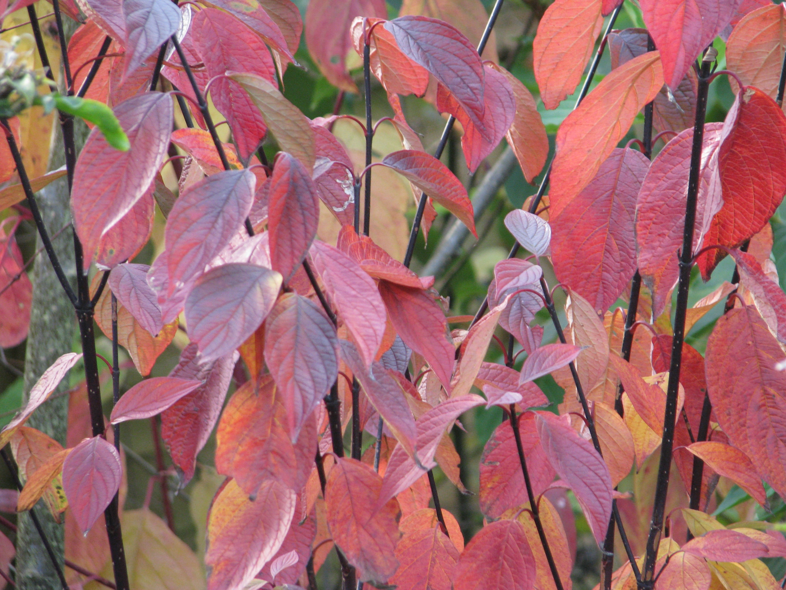 Dogwood, Black stemmed