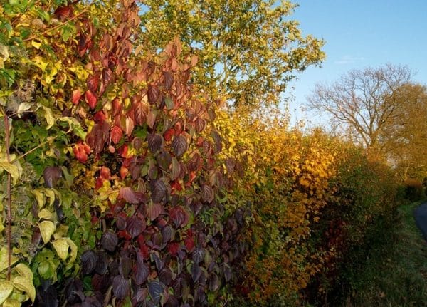 Economy Native Farm Hedge