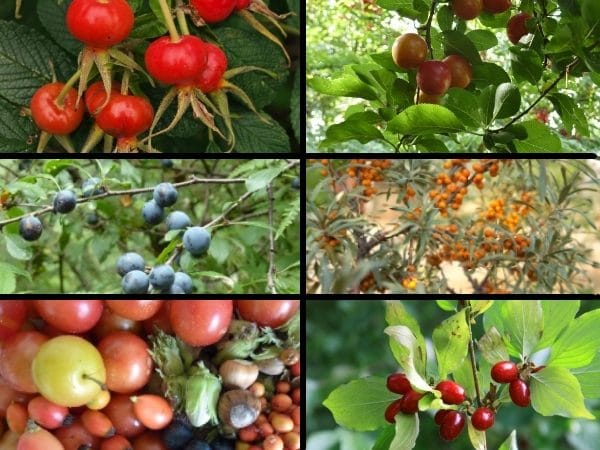 Fruit & Nut Mixed Hedge
