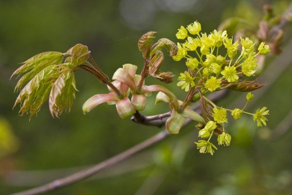 Norway Maple (Acer platanoides)
