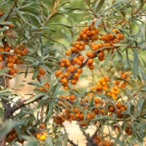 Sea Buckthorn