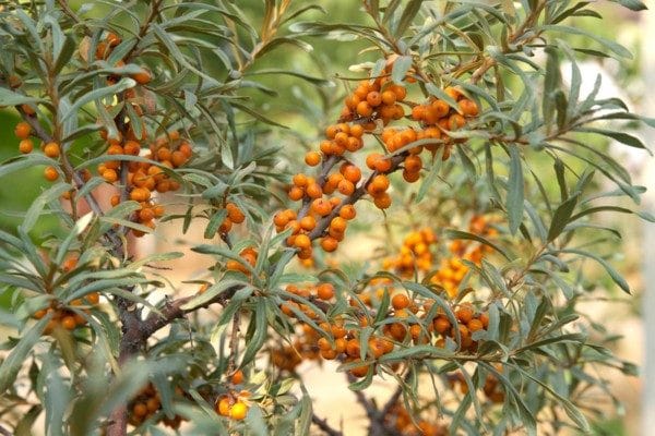 Sea Buckthorn