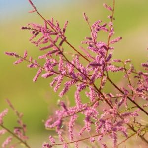 Tamarisk Hedging