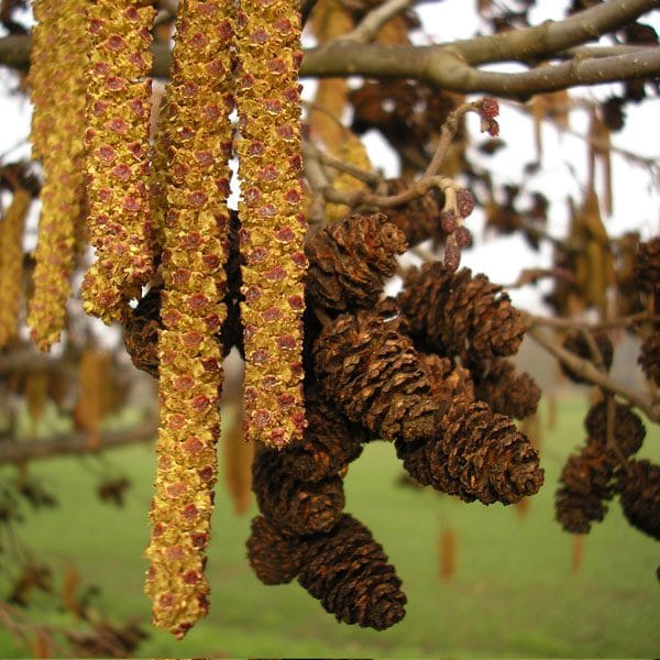 Common Alder (Alnus glutinosa)