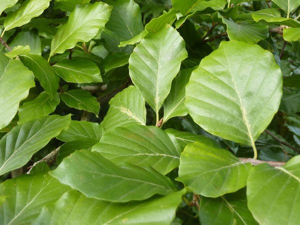 Common Beech Hedging