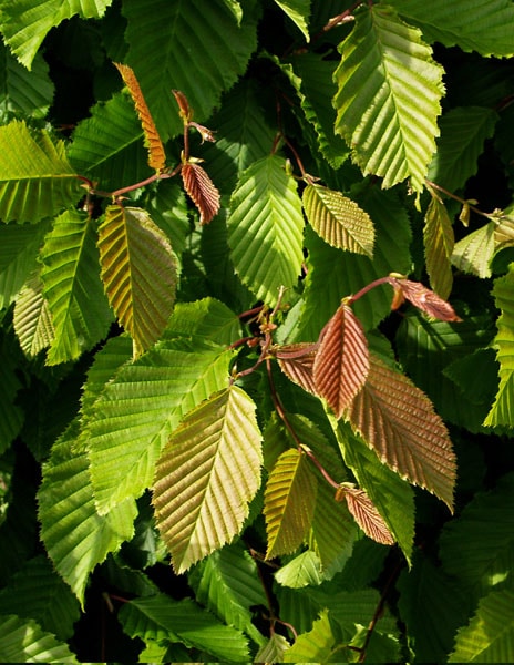  Hornbeam  Carpinus betulus Glebe Farm Hedging