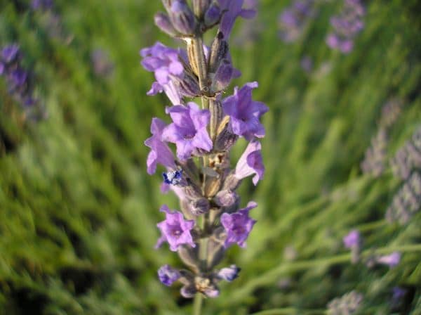 Lavender Grosso