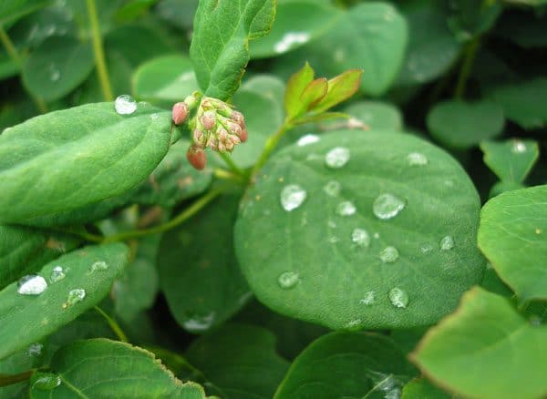 Snowberry (Symphoricarpus alba)